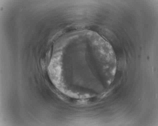 X0000070250335200606301632