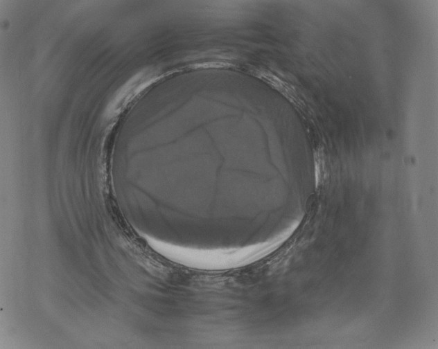 X0000070250339200606301631