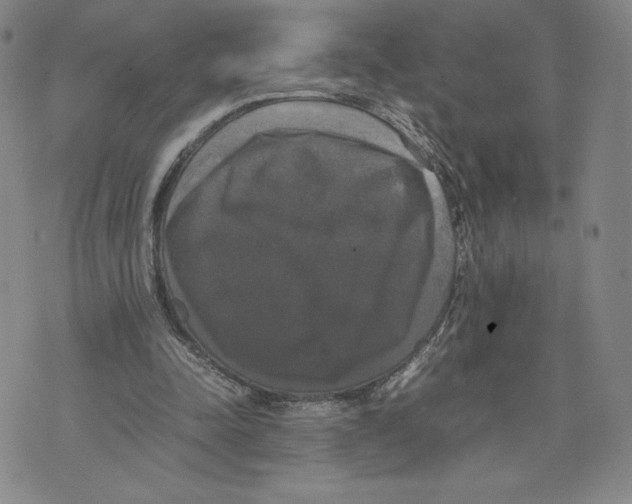 X0000070250342200606301631