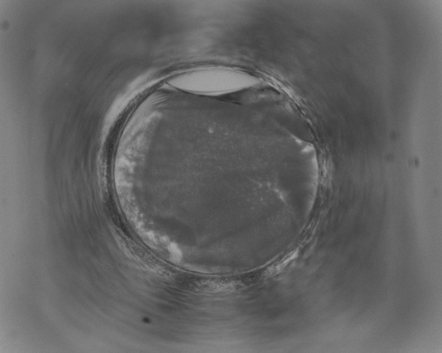 X0000070250343200606301631