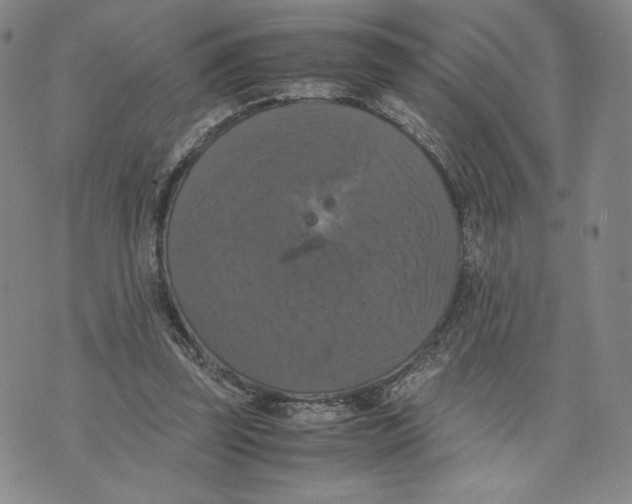 X0000070250347200606301631