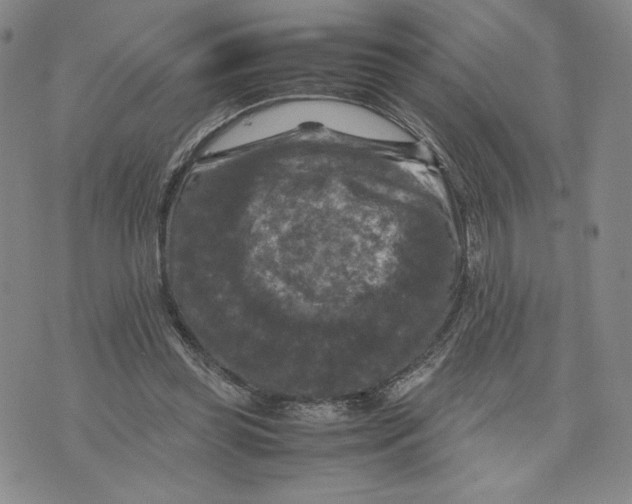 X0000070250349200606301631