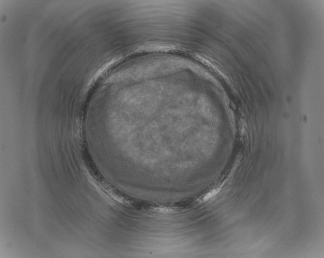 X0000070250352200606301631