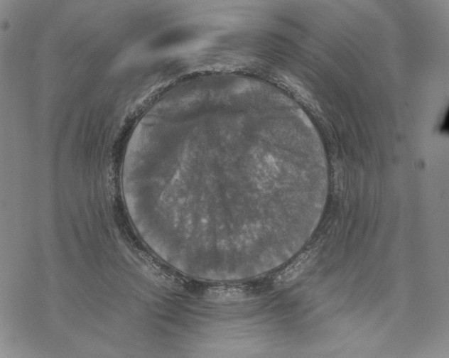 X0000070250354200606301631