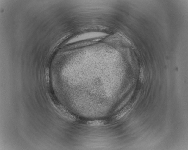 X0000070250356200606301631