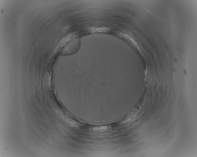 X0000070250357200606301631