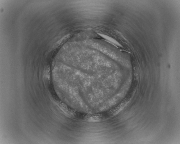 X0000070250368200606301632