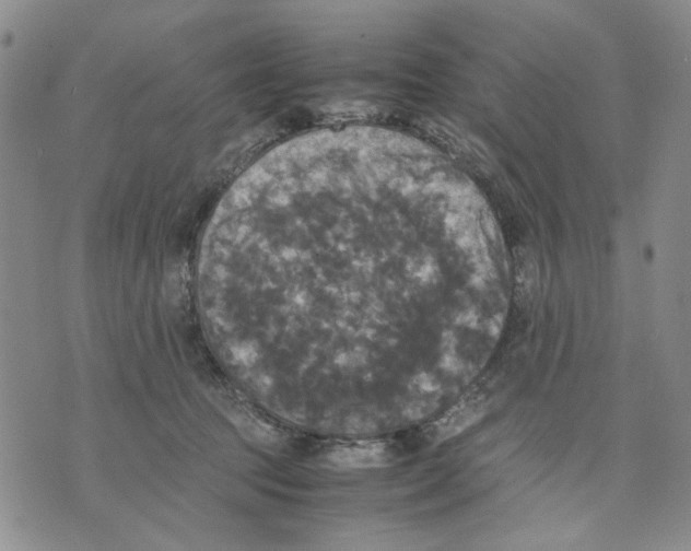 X0000070250369200606301632