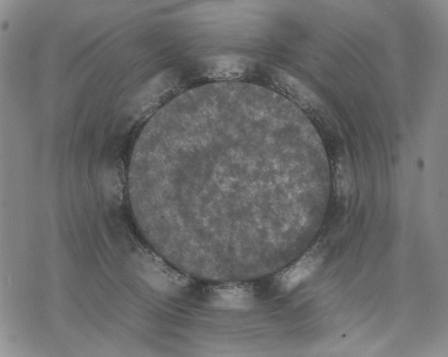 X0000070250370200606301632