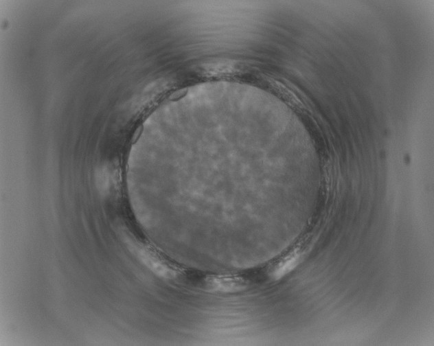 X0000070250372200606301632