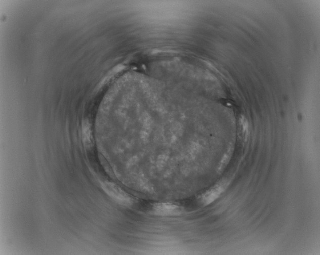 X0000070250380200606301632