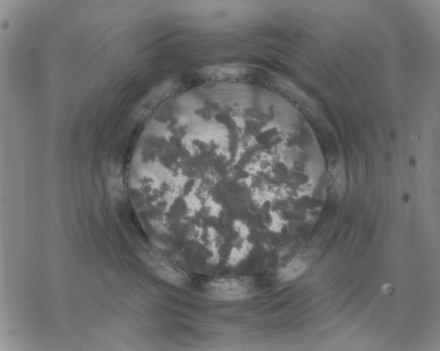 X0000070250381200606301632