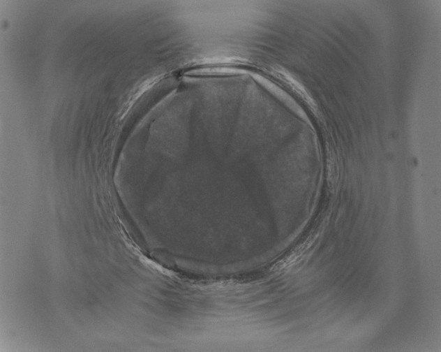 X0000070250385200606301631