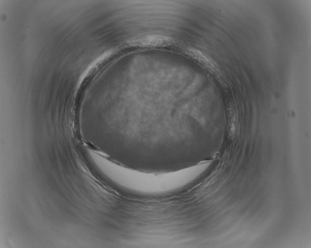 X0000070250392200606301631