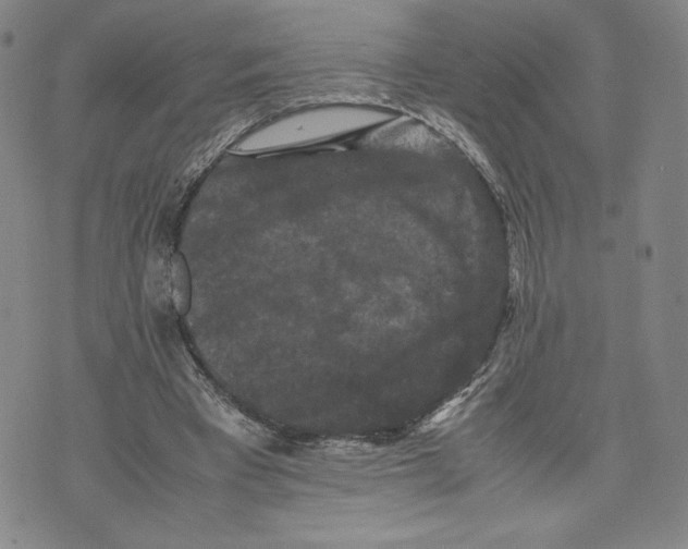 X0000070250393200606301631