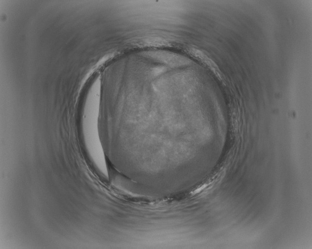 X0000070250395200606301631