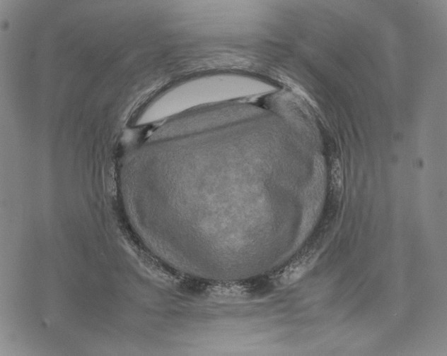 X0000070250403200606301631