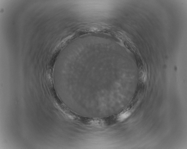 X0000070250415200606301631