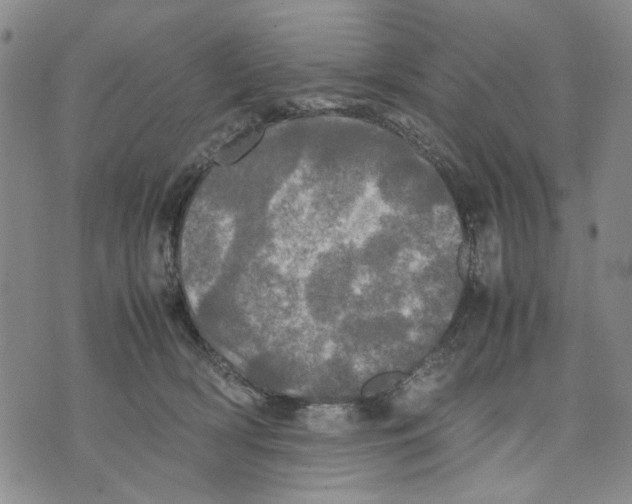 X0000070250418200606301631