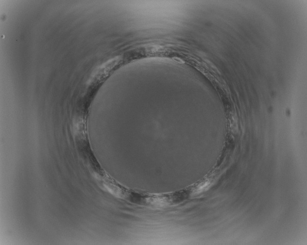 X0000070250419200606301631