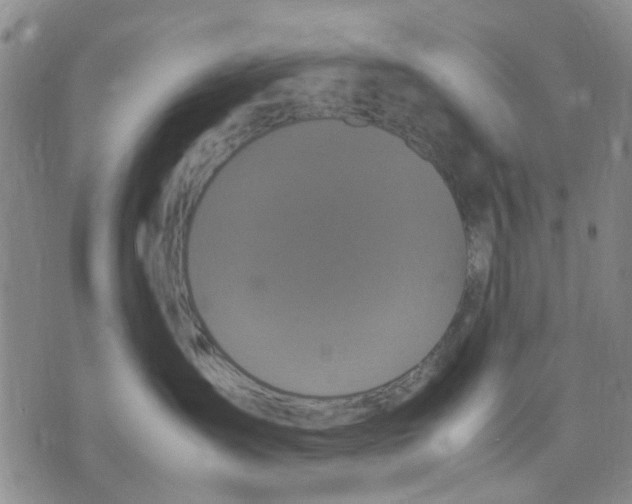 X0000070250431200606301630