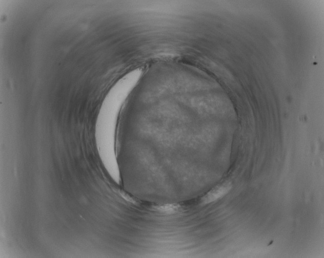 X0000070250432200606301630