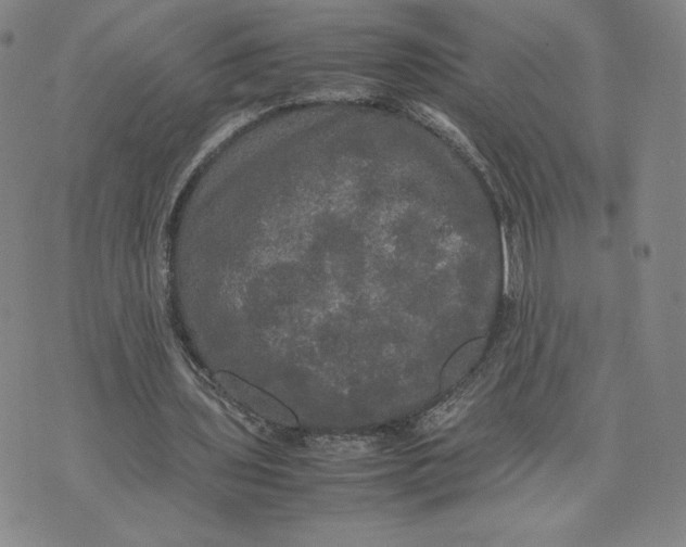 X0000070250435200606301630