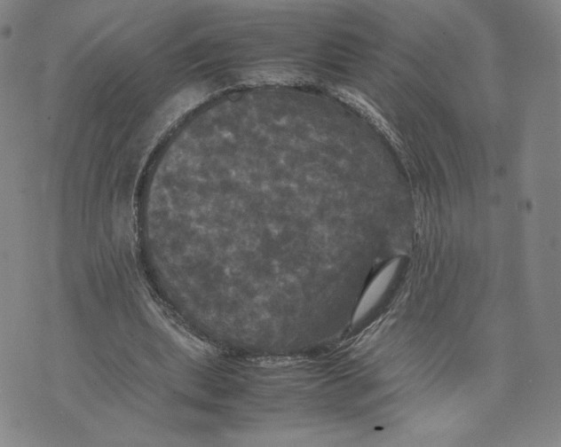 X0000070250439200606301630