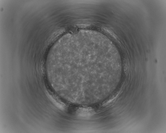 X0000070250455200606301630