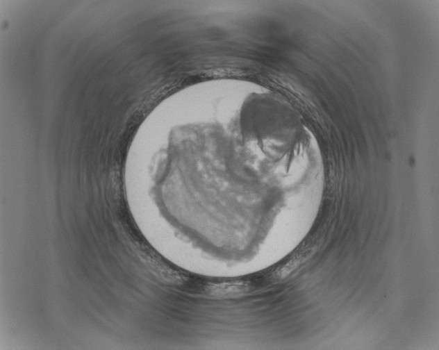 X0000070250461200606301630