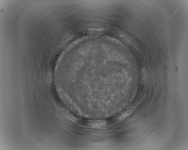 X0000070250463200606301630