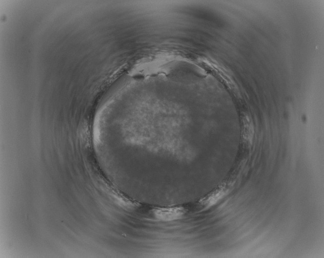 X0000070250465200606301630