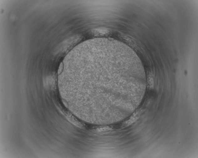 X0000070250468200606301630