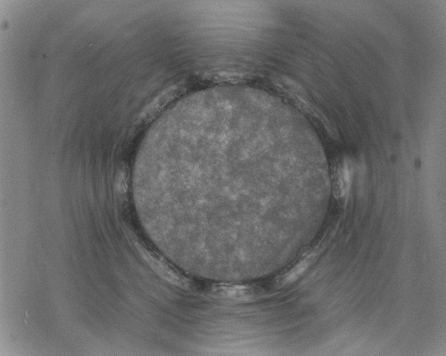 X0000070250472200606301630