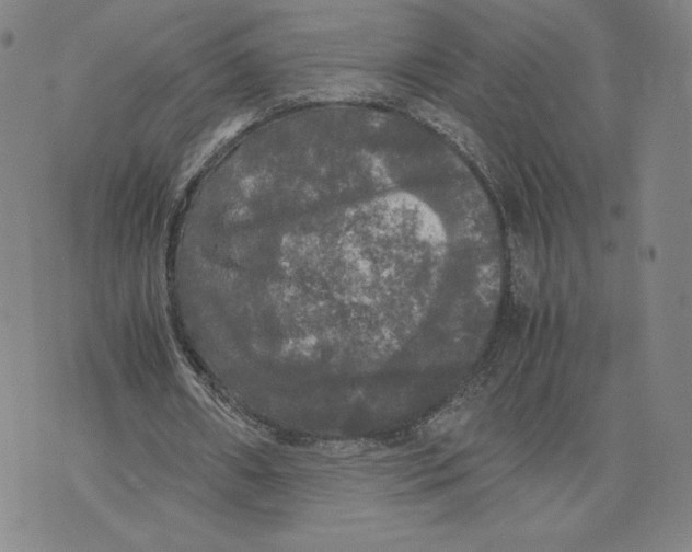 X0000070250482200606301629