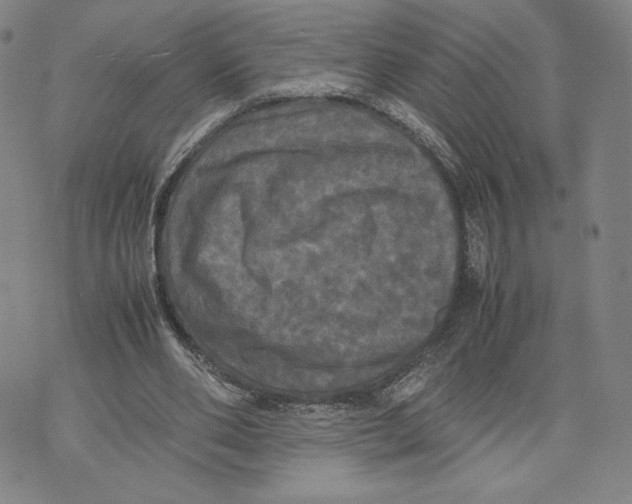 X0000070250486200606301629