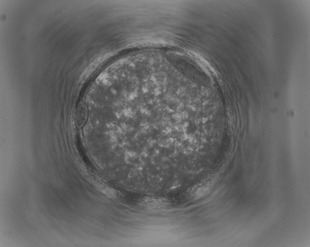 X0000070250487200606301629