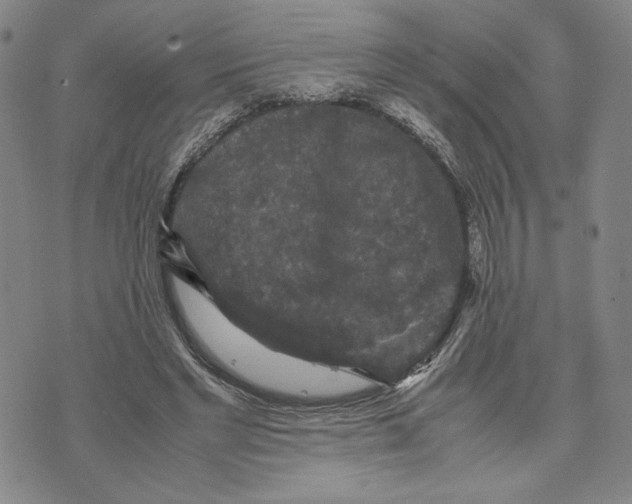 X0000070250493200606301629