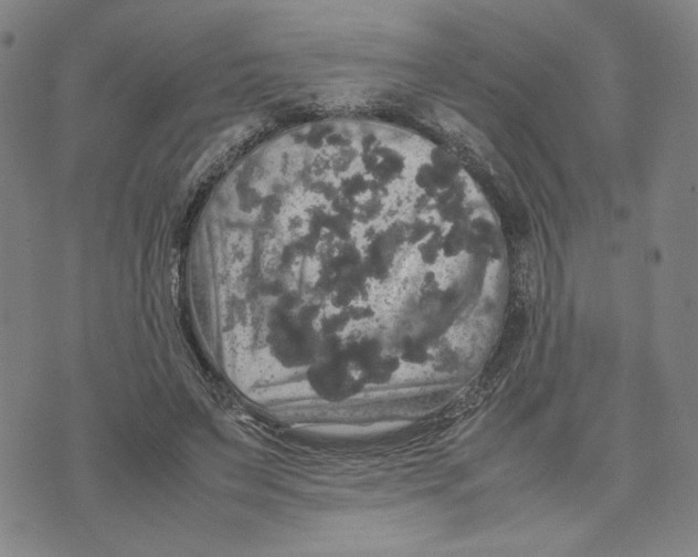 X0000070250495200606301629