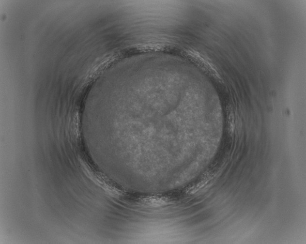 X0000070250498200606301629