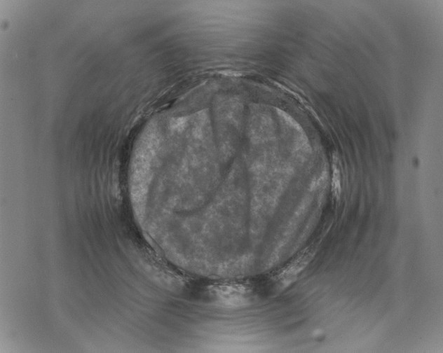 X0000070250512200606301629