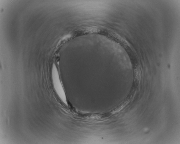 X0000070250517200606301629