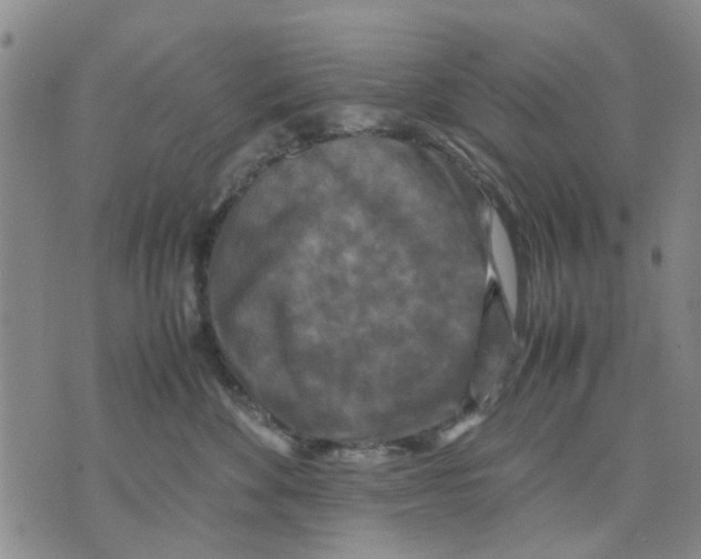 X0000070250524200606301629