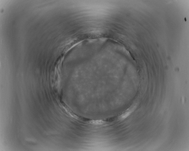 X0000070250528200606301629