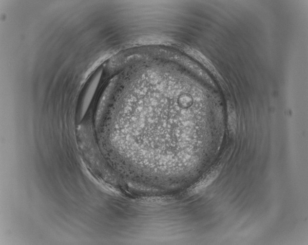 X0000070250530200606301628