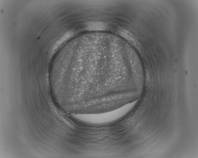 X0000070250535200606301628