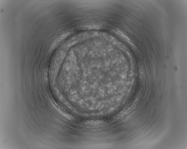 X0000070250537200606301628