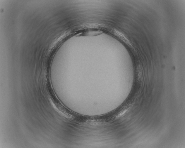 X0000070250538200606301628