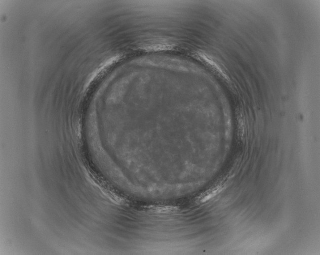 X0000070250539200606301628