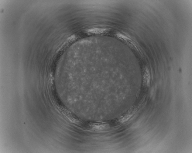 X0000070250555200606301628